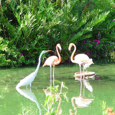 Cancun JUNGLE TOUR
